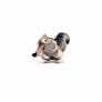 scrat apple 1